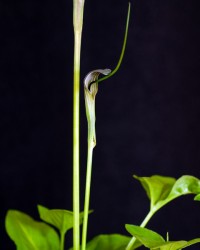 カラスビシャク（半夏）の花